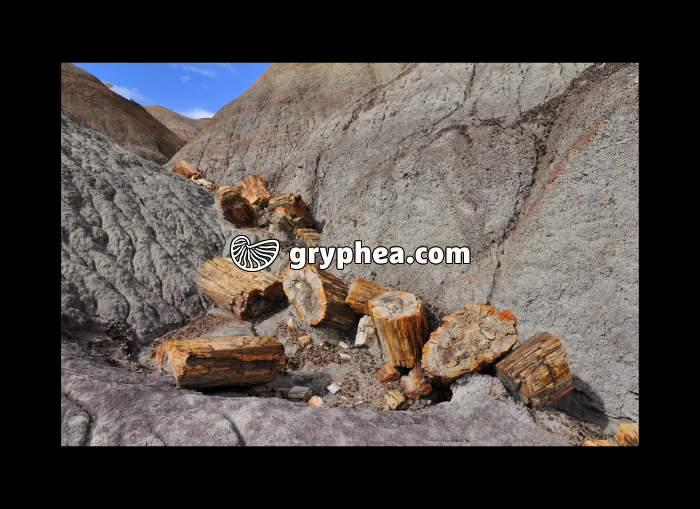 Petrified logs (Petrified forest, Arizona, USA) - gryphea.com